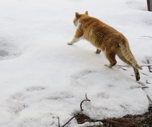 ３/10    蒜山の猫は雪の上でも平気で歩く