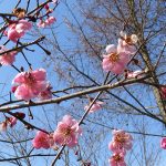 【ひるぜん日記】４月初旬