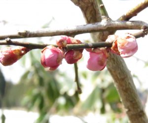 3月22日　梅花　梅がようやくほころんできました。 去年より2か月遅れています。