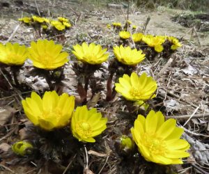 3月27日　福寿草　福寿草が満開