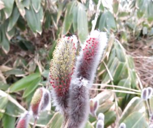 3月30日　猫柳開花　花粉はミツバチやその他の虫の餌です。