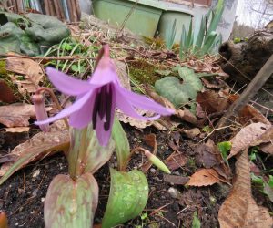 4/9　カタクリ  庭のカタクリ、蒜山のカタクリは残雪の影響でかなり遅くなりそう