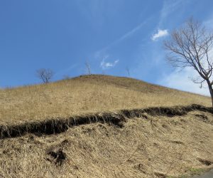 ４/16　鳩ヶ原　山焼きをするとこの枯れ草の山が黒く変身、暖かい雨が数回降ると緑に変身。