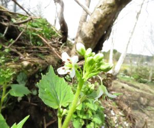 ４/20　ワサビの花　蒜山盆地の南側、中国山地の山麓にはワサビが自生しています。