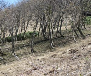 4/28  擬宝珠山麓の樹林　豪雪地帯なのでみなこんなかんじではえています