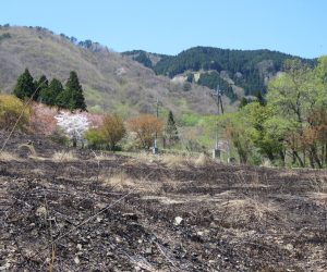 4/28  郷原草地　山焼きの跡