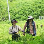 【ガイド活動】山野草観察会（トキソウ）