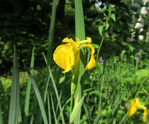 キショウブ  ヨーロッパよりの帰化植物