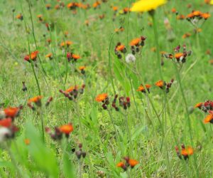 6/12 ブタナとコウリンタンポポ  どちらも帰化植物、牧草の種と一緒に蒜山へ移住して来たようです。