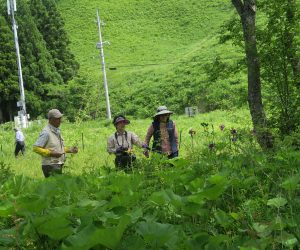 山野草観察会　小内海湿地