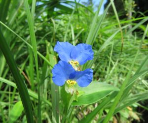 ８月23日　ツユクサ　この花を染料にするとの事ですがどれだけ摘んだらいいのでしょうか