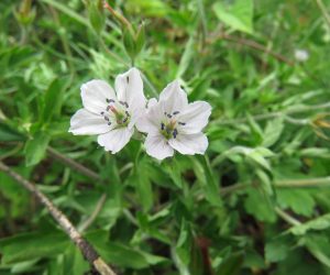 ８月29日　ゲンノショウコ　　東日本では白花、西日本では赤花と言われていますが蒜山には白、赤混在しています。 植物の分布について東日本、西日本と一言で言いますがどのように線を挽いて居るのでしょうか？