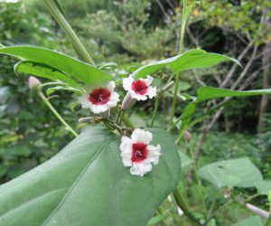 ８月30日　ヘクソカズラ　子供のころこの花を鼻の頭に着けて天狗と称して遊んだのですが全然臭くありませんでした。