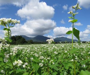 ８月31日　蕎麦の花と蒜山三座