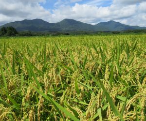 ８月31日　刈り入れまじかのイネと蒜山三座