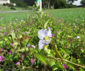 9/13 白花のつゆ草　鏡ヶ成にて撮影　ポツポツありました