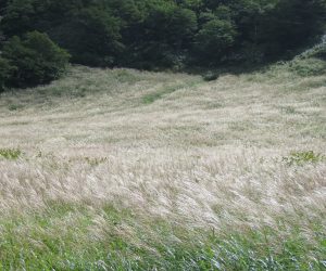 9/13 鏡ヶ成のススキ　スキーのゲレンデなので間もなく刈られてしまいますが一部に刈り取りをしない所もあります