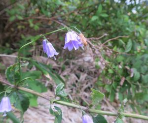 9/23 下蒜山登山ガイド ツリガネニンジン 夏に登山道の草刈をしてあるので夏の花が咲き返しています、イブキトラノオやワレモコウ、マツムシソウ、オミナエシなどが咲いていました。