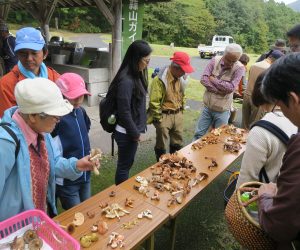 10/14 キノコを楽しむ会  食、毒をベテランが鑑定、おいしい食べ方も説明