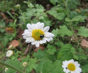 10/7 リュウノウギク　蒜山最後の山野草の一つ、この花が終わると蒜山に冬がやって来ます。