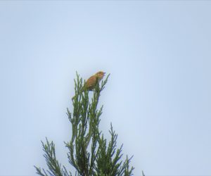 10/24  モズの高鳴き