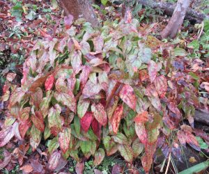 11/7　常盤イカリ草　　蒜山のイカリ草は常盤なんですが霜が直接当たるところでは紅葉して葉がほとんどなくなってしまいます。