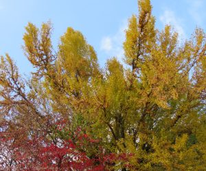 11/9　徳山神社のイチョウ