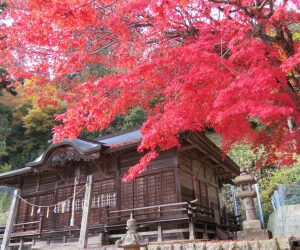 11/9　徳山神社のモミジ