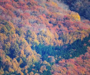 11/10  上蒜山山麓の紅葉