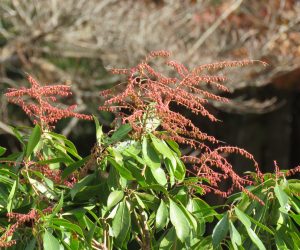 11/16   馬酔木の花芽