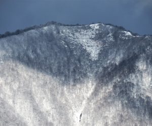 11/19 上蒜山山頂付近　蒜山3座に初雪 茅部野より　中央株の黒い筋は雪崩の後？