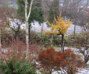 11/21 蒜山盆地に積雪