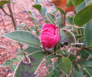 12/4 山茶花　蒜山では山茶花は無理と言われていたのですが最近はあちこちで見かけます。