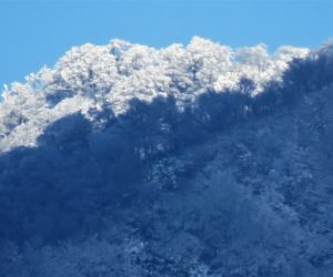 12/7　上蒜山三角点付近の樹氷  茅部野より　三角点付近にだけ日が当たり手前の登山道と好対照