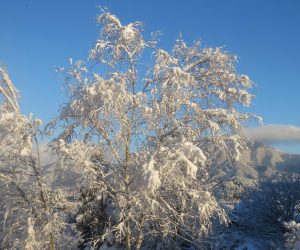 12/9　白樺の着雪