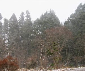 12/11 吹雪　雪が水平に飛んで行きます