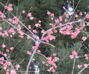 12/15 マユミの実　  まだ実が食べられていません