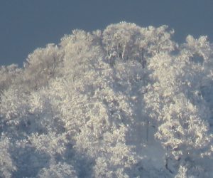 12/19 上蒜山山頂のブナの樹氷