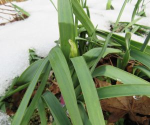 12/23 今年も水仙の蕾が出ました。日本水仙ではないので3月頃咲きます。