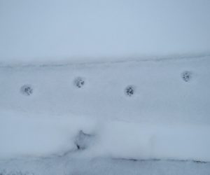 12/28　 ネコの足跡 蒜山の猫は雪が積もっても外出します