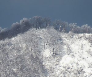 12/30　上蒜山山頂付近のブナ林 以前と比べるとずいぶん木の数が減ったように感じます。