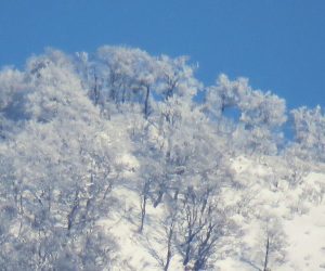 1/6 上蒜山山頂のブナ林