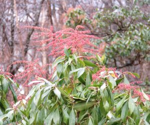 1/8 馬酔木の蕾  夏からずーとこんな感じです