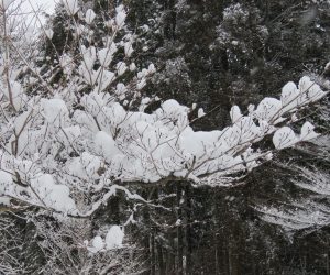 1/10 ヤマボウシの雪