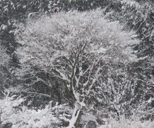 1/10 イタヤカエデの雪   風が無く静かに積ったので枯れ木にもたっぷり積りました