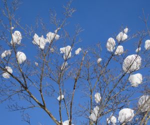 1/12 ヤマボウシの着雪