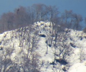 1/20　上蒜山山頂のブナ林