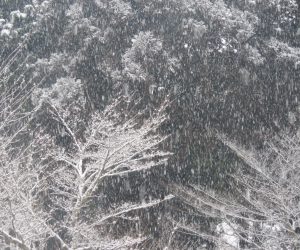 1/22　雪景色　蒜山には珍しくまっすぐ降る雪