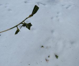 ２/20 ウサギの食痕　ササの葉を食べています