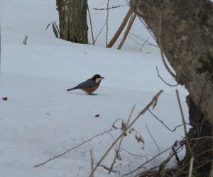 2/26 ヤマガラ  雪面に落ちているカラマツの種を食べています。